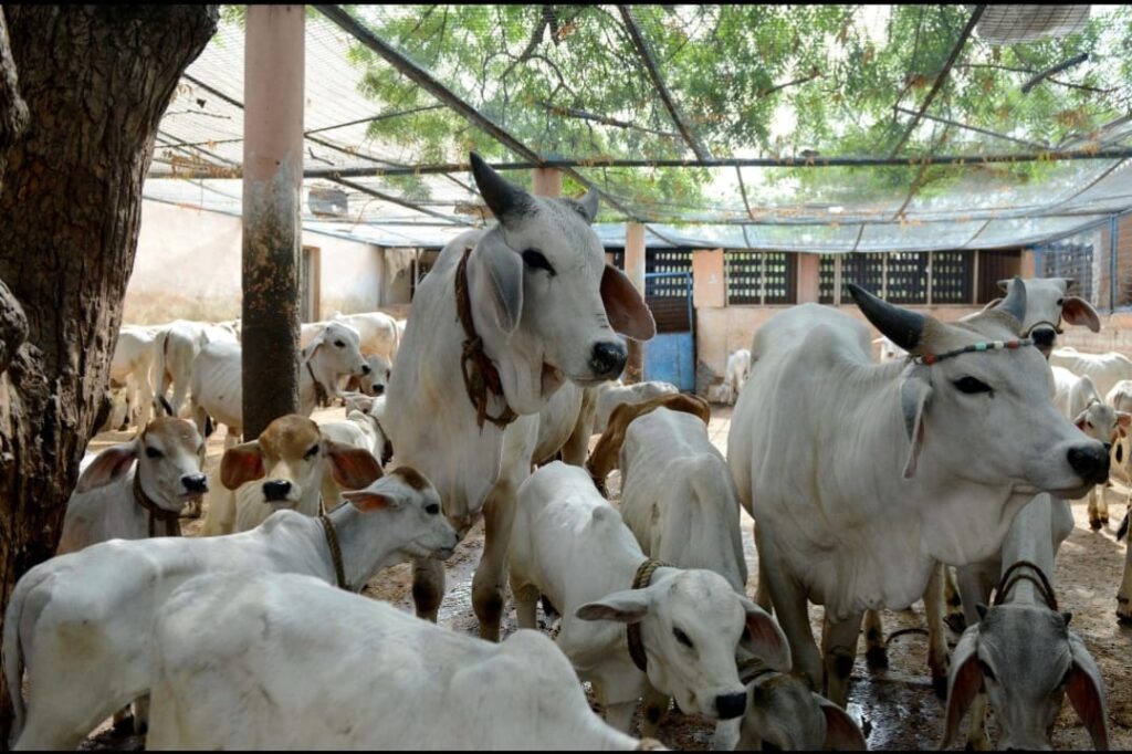 Gau shala seva falgun amavasya